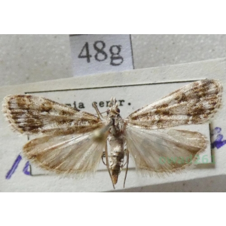 Eudonia lacustrata (Panzer, 1804) Mietliczka rokietnica Czech48g